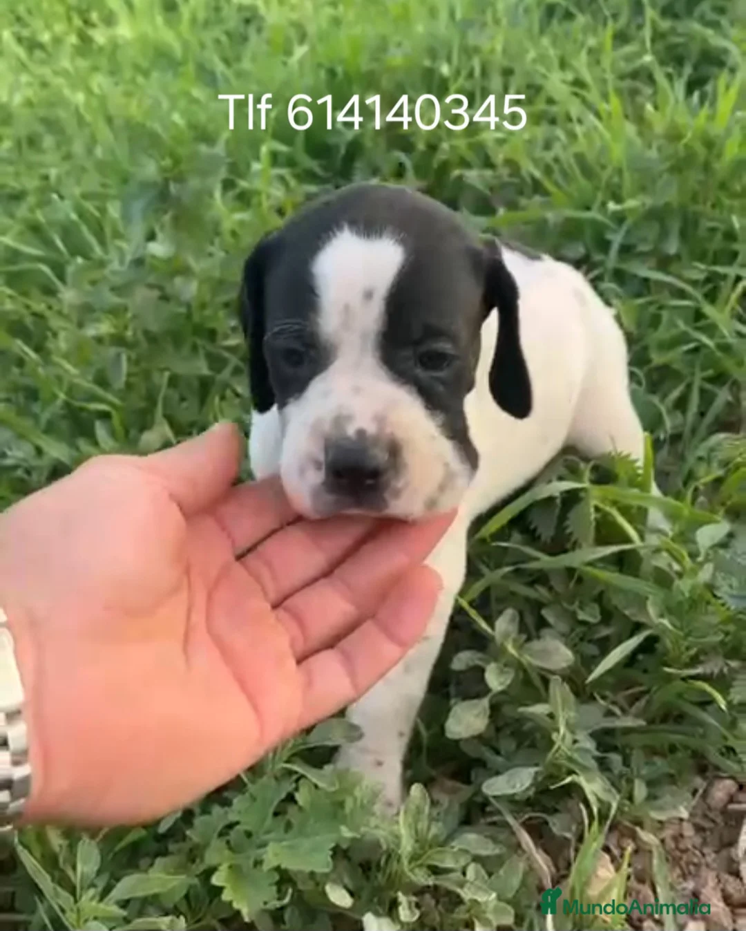 Pointer perros en venta: Cachorros de pointer  - Anuncio 1