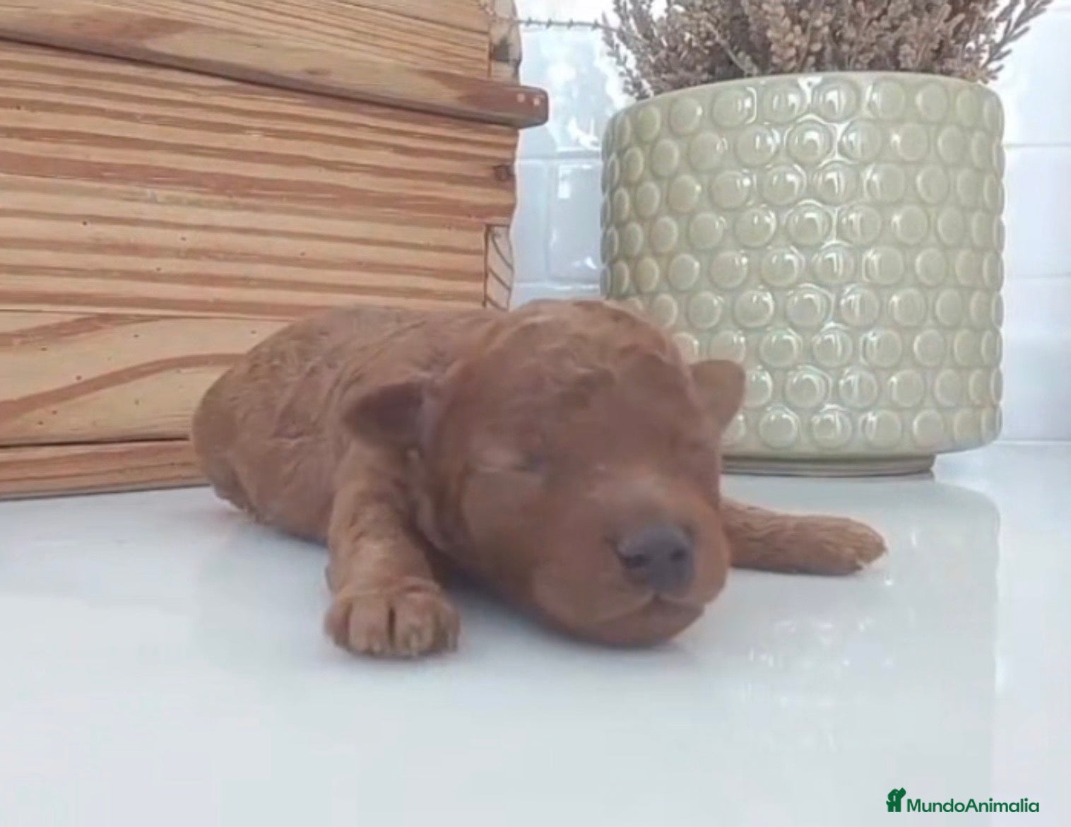 Raza Mixta perros Último caniche Toy súper pequeño  - Anuncio 5