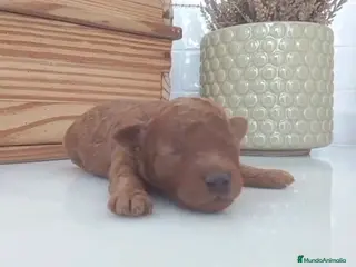 Raza Mixta perros Último caniche Toy súper pequeño - Anuncio 5