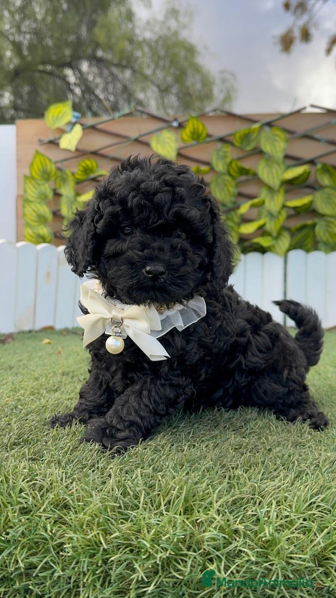 Caniche Toy perros en venta: CANICHE TOY MACHO - Anuncio 10