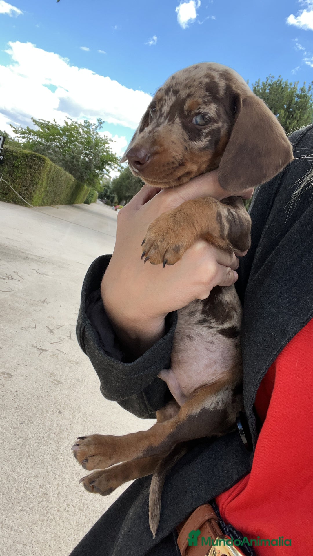 Teckel Miniatura perros en venta: Impresionantes Teckel miniaturas. 601144783 .  - Imagen 10