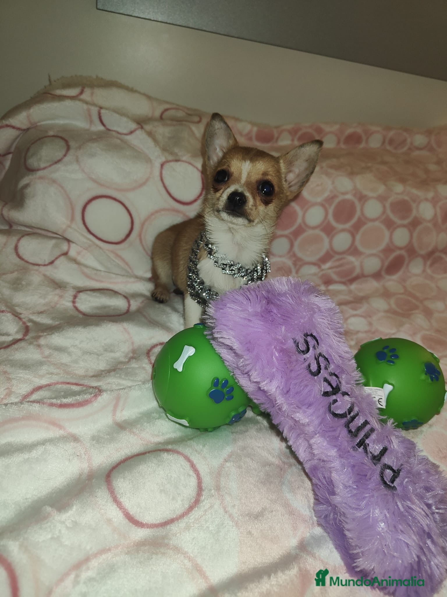 Chihuahua perros CHIHUAHUA HEMBRA MINI TOYS - Anuncio 2