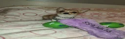 Chihuahua perros en venta: CHIHUAHUA HEMBRA MINI TOYS - Anuncio 2