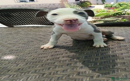 American Staffordshire-Terrier perros en venta: American estanford  - Imagen 2