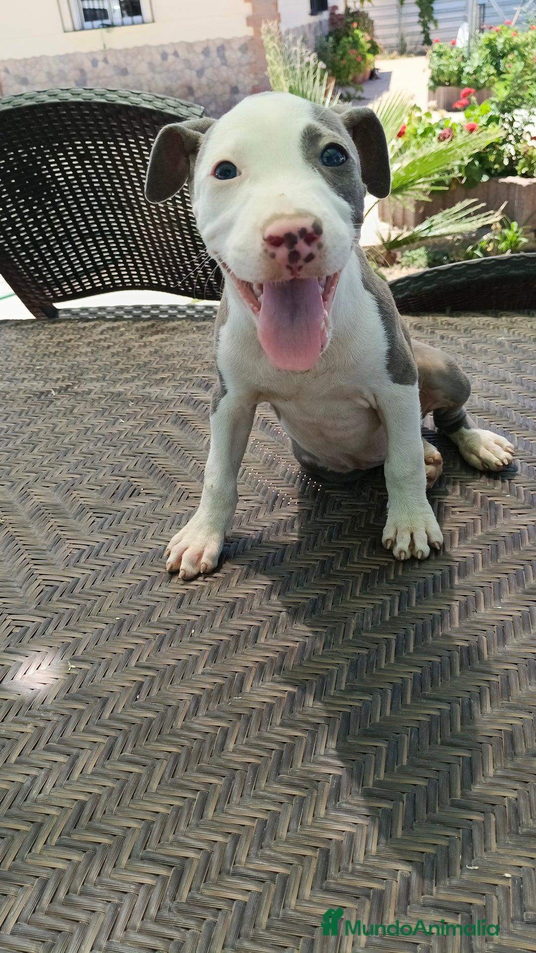 American Staffordshire-Terrier perros en venta: American estanford  - Imagen 2