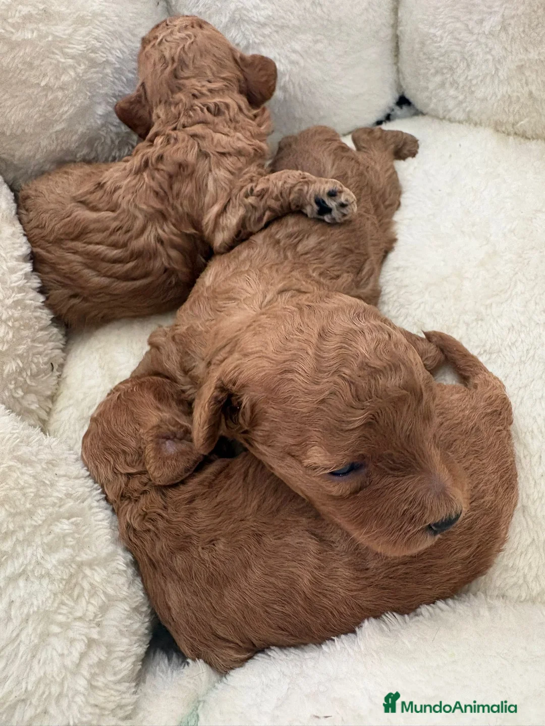 Caniche Toy perros en venta: Caniche toy  - Anuncio 1