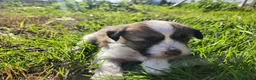 Perro Crestado Chino perros en venta: Crestados Chinos - Anuncio 5
