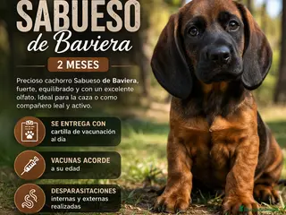 Sabueso de Sangre de Baviera perros SABUESO DE SANGRE BAVIERA - Anuncio 4