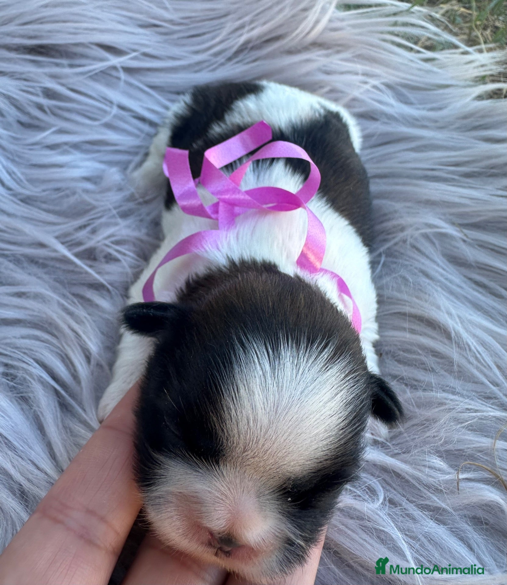 Shih Tzu perros 🐾 SHIH TZU DISPONIBLE | PELUDETES SALAMANCA 🐾 - Anuncio 2