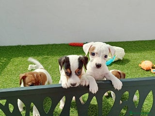 Jack Russell Terrier perros - Anuncio 11