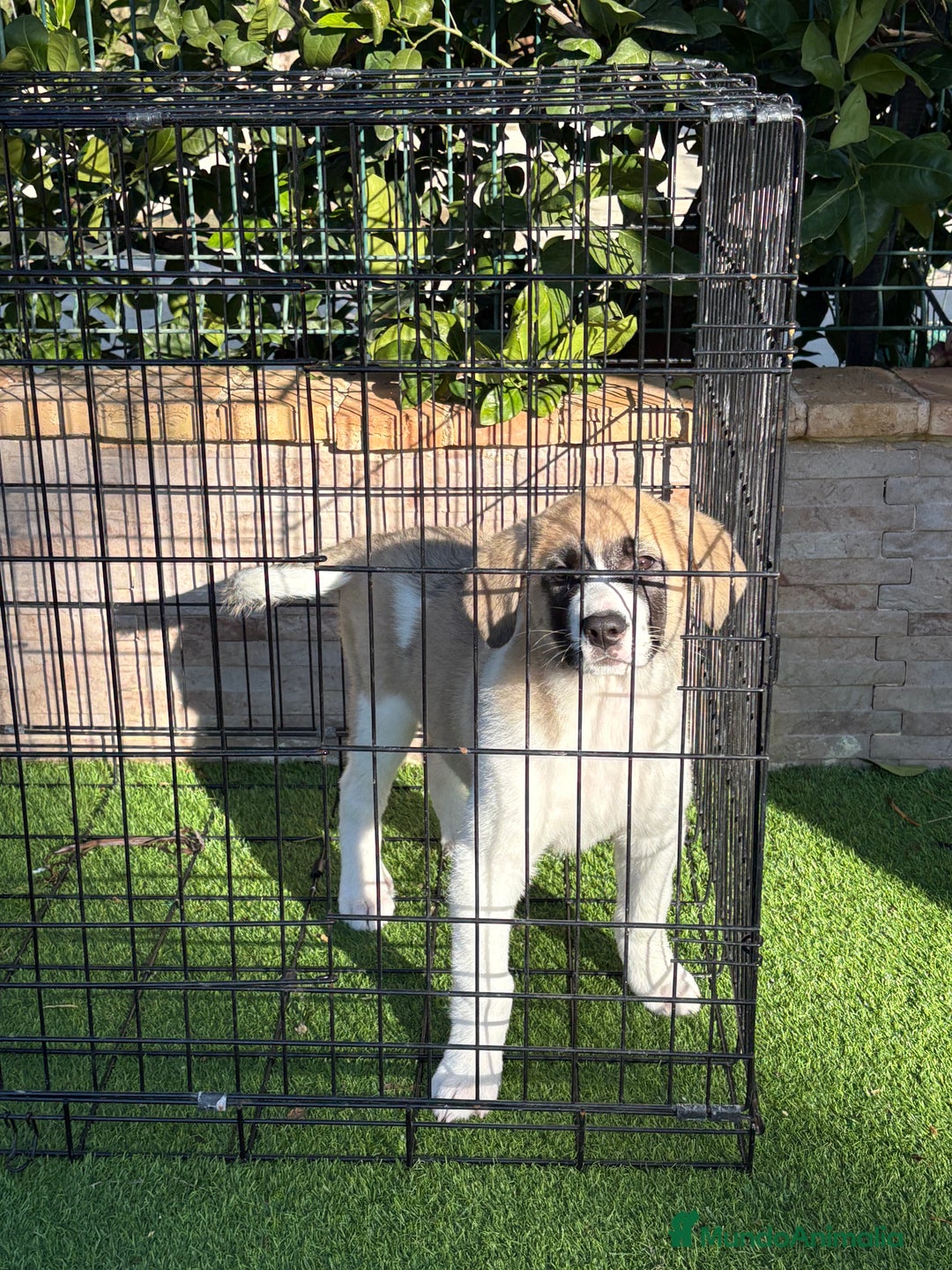 Mastín Español perros en venta: Cachorra de mastín español  - Anuncio 2