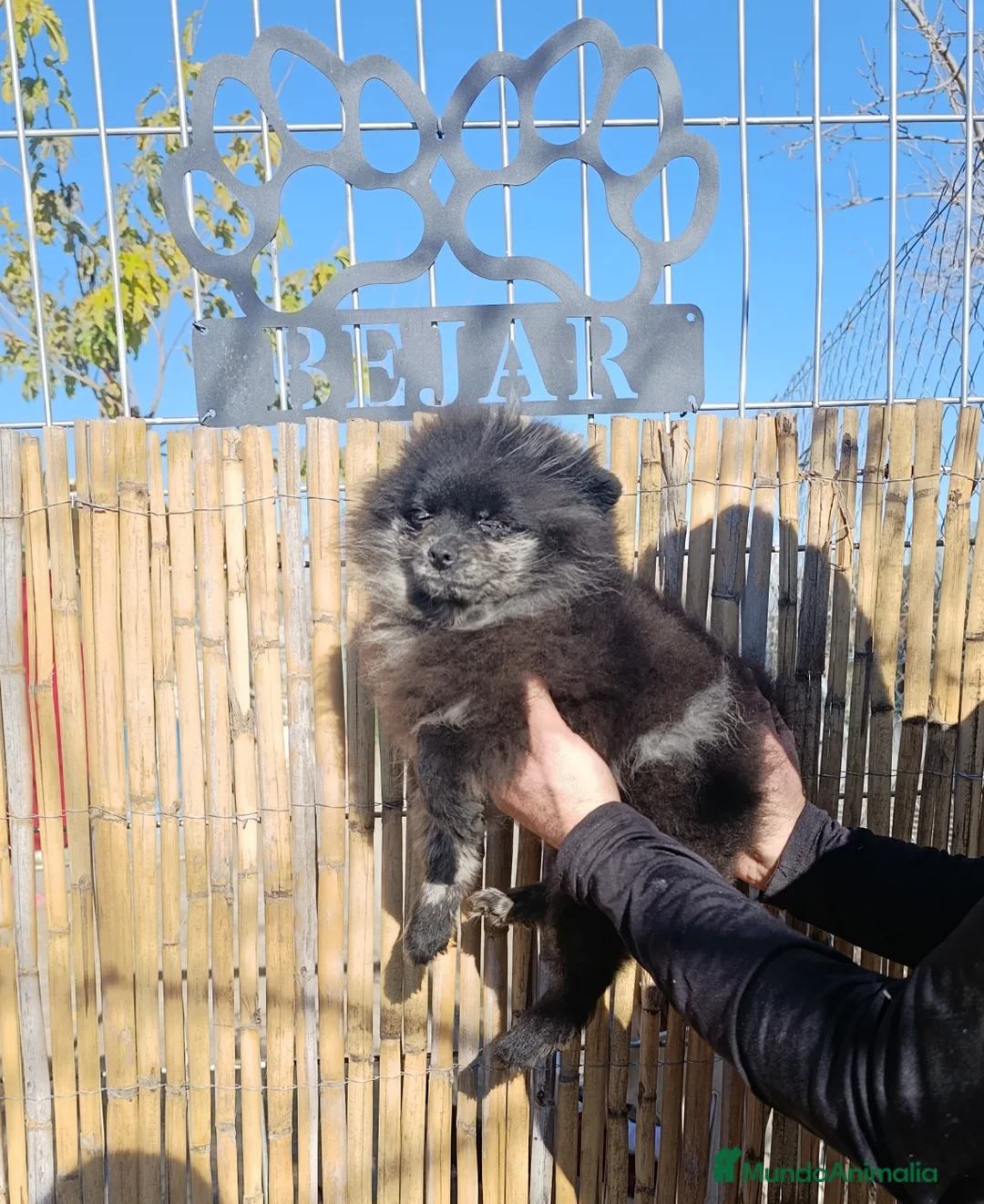 Pomerania perros en venta: Pomerania merle MACHO - Anuncio 6