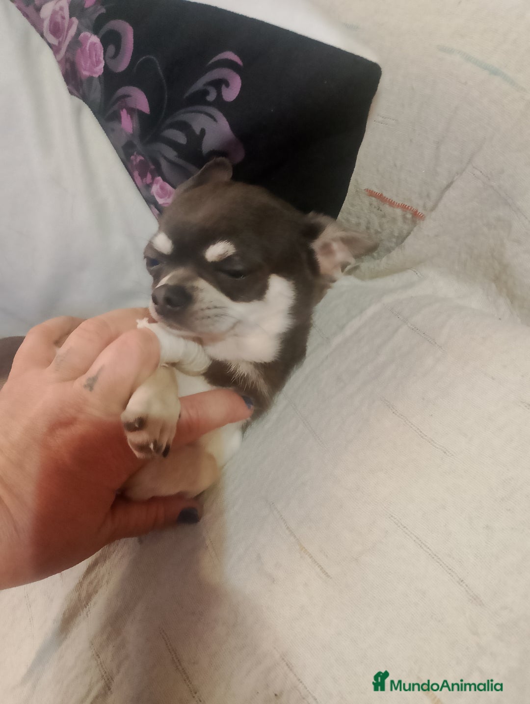 Chihuahua perros en venta: Preciosa chihuahua super toy Merle  - Anuncio 2