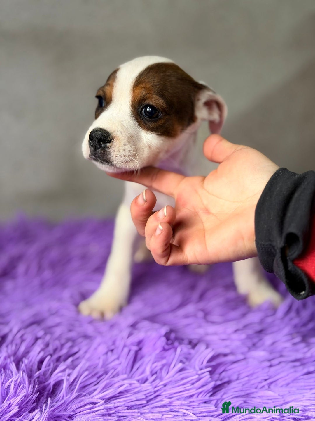 American Staffordshire-Terrier perros en venta: STANFORSHIRE BULL DISPONIBLES - Anuncio 6