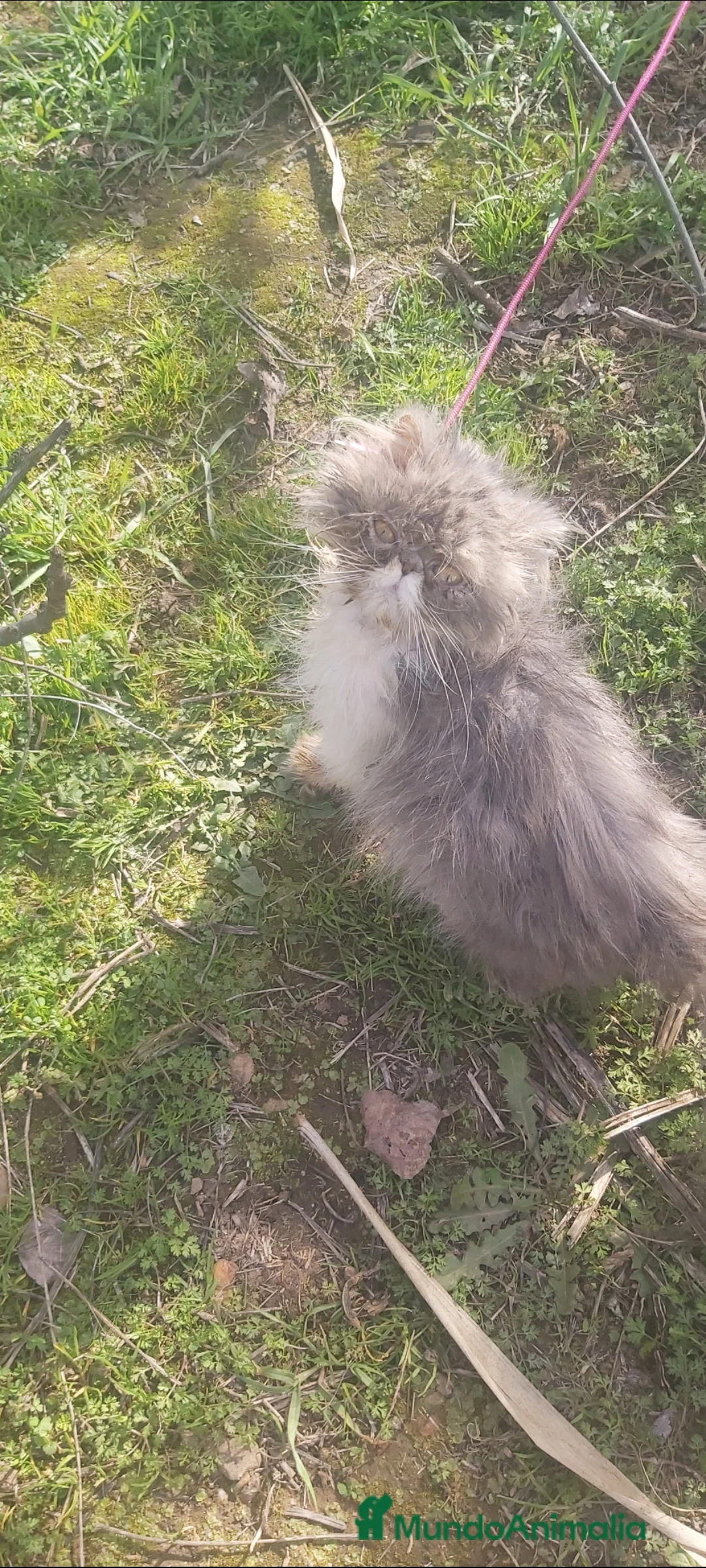 Persa gatos en venta: Gatita persa - Anuncio 1