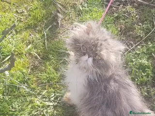 Persa gatos Gatita persa - Anuncio 1