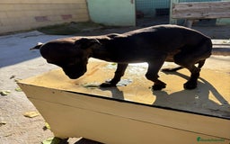 Pequeño Lebrel Italiano perros en venta: Pequeño lebrel italiano piccolo - Anuncio 13