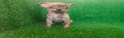 Chihuahua perros en venta: Chihuahua  - Anuncio 7