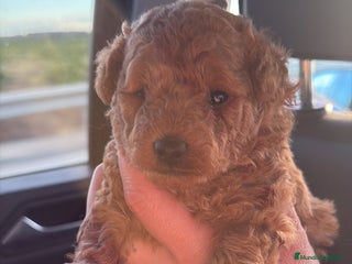 Caniche Toy perros - Anuncio 6