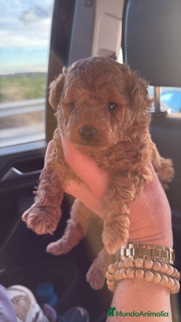 Caniche Toy perros - Anuncio 1