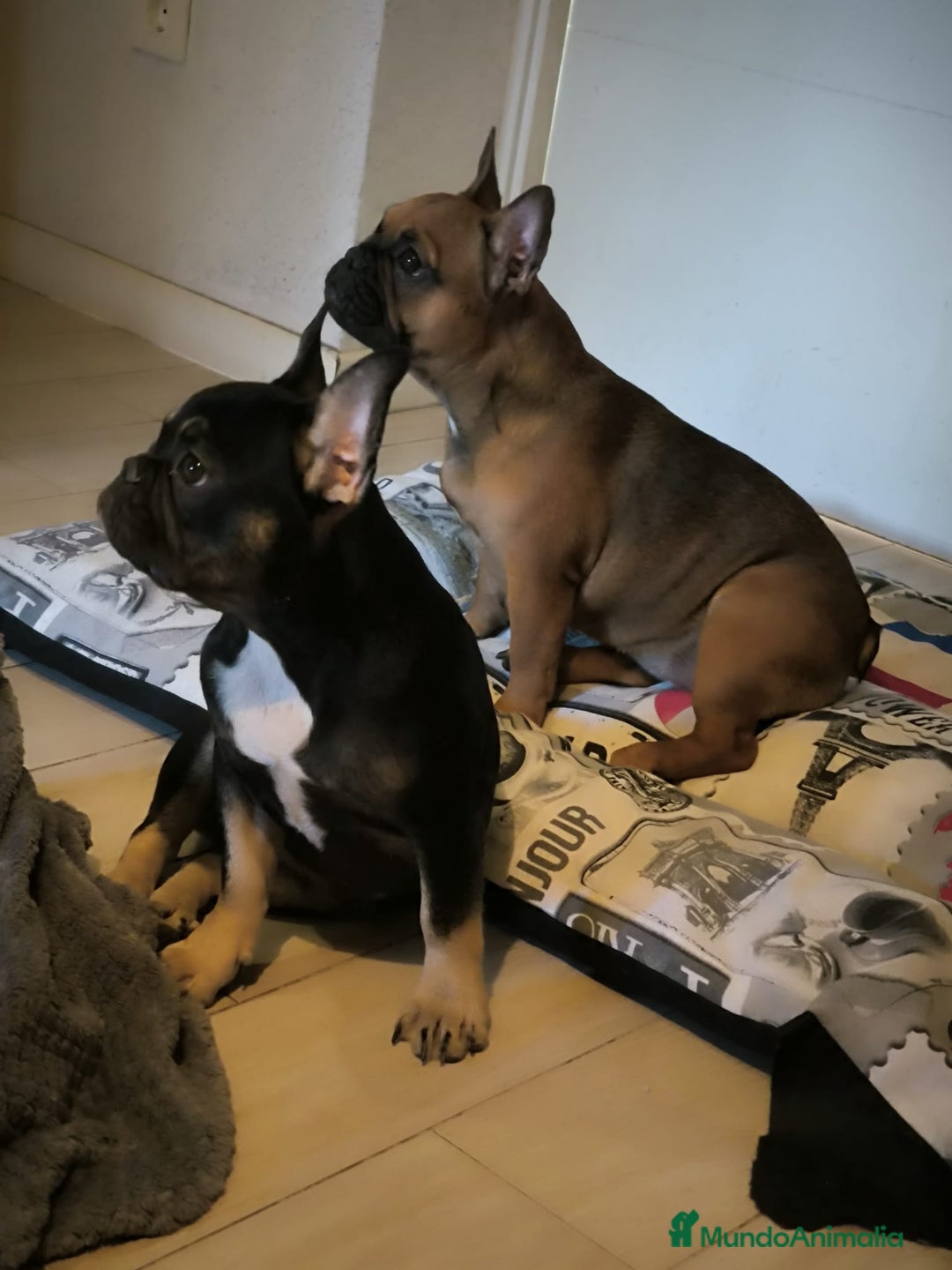 Bulldog Francés perros en venta: Bulldog francés  - Anuncio 2