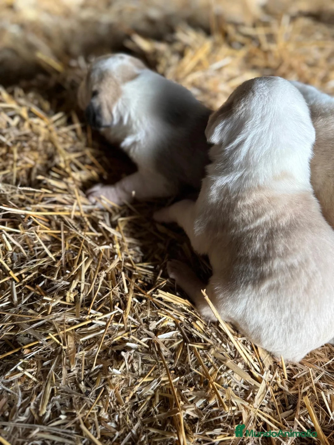 Mastín Español perros en venta: MASTIN ESPAÑOL - Anuncio 11