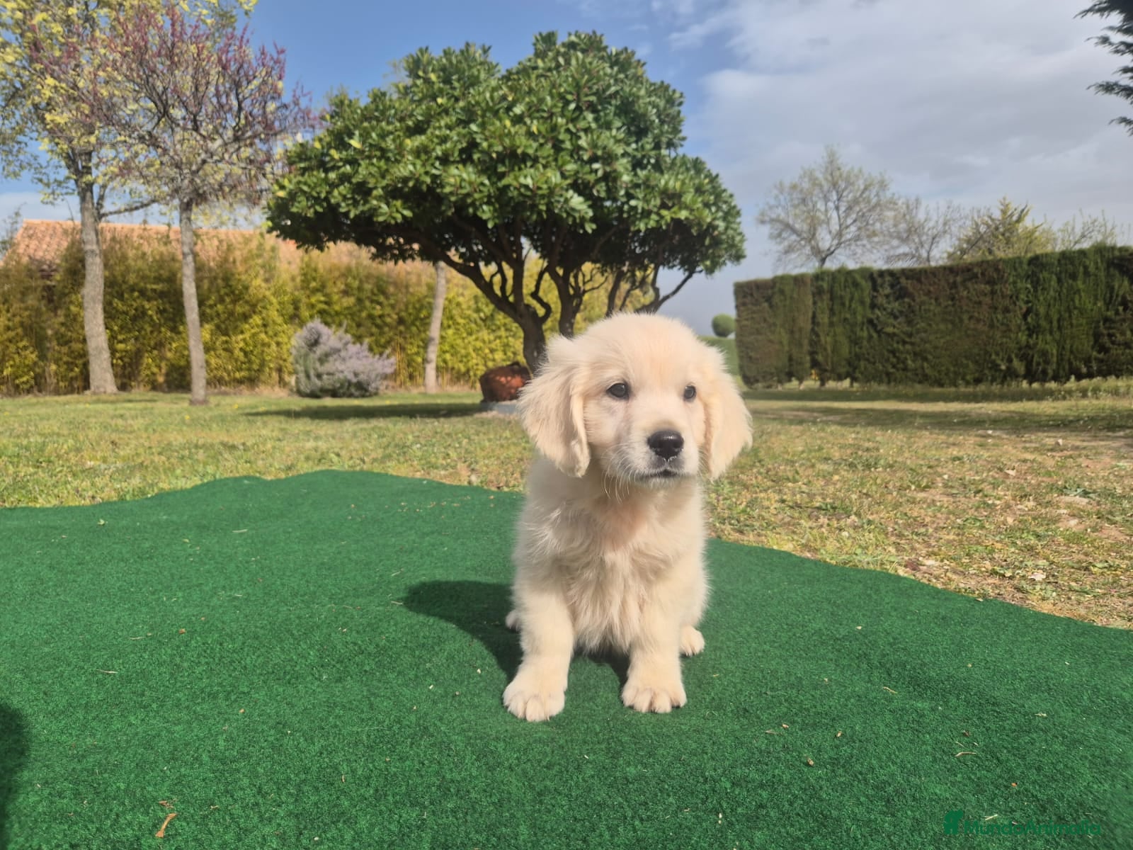 Golden Retriever perros Golden Retriever  - Anuncio 1