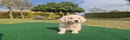 Golden Retriever perros en venta: Golden Retriever  - Anuncio 1