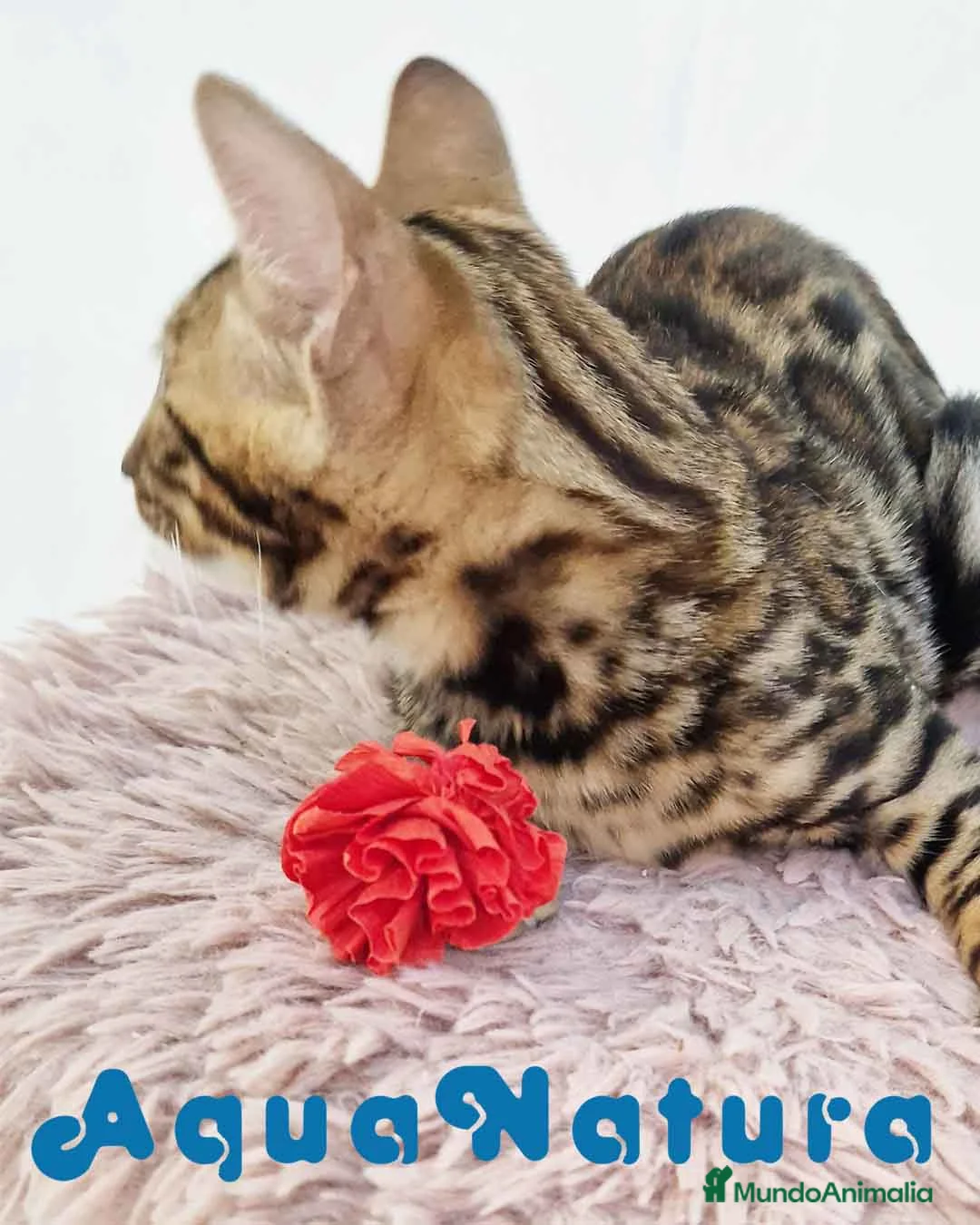 Bengalí gatos en venta: Bengali Macho 5875 - AQUANATURA en Barcelona - Anuncio 5