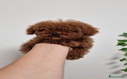 Caniche Toy perros en venta: HEMBRA Y MACHO CANICHE TOY LINEA ASIATICA 100% - Imagen 1