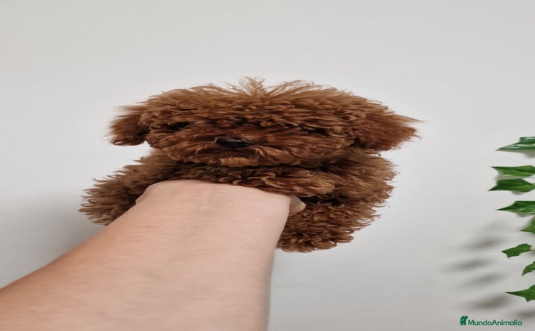 Caniche Toy perros - Propaganda 10