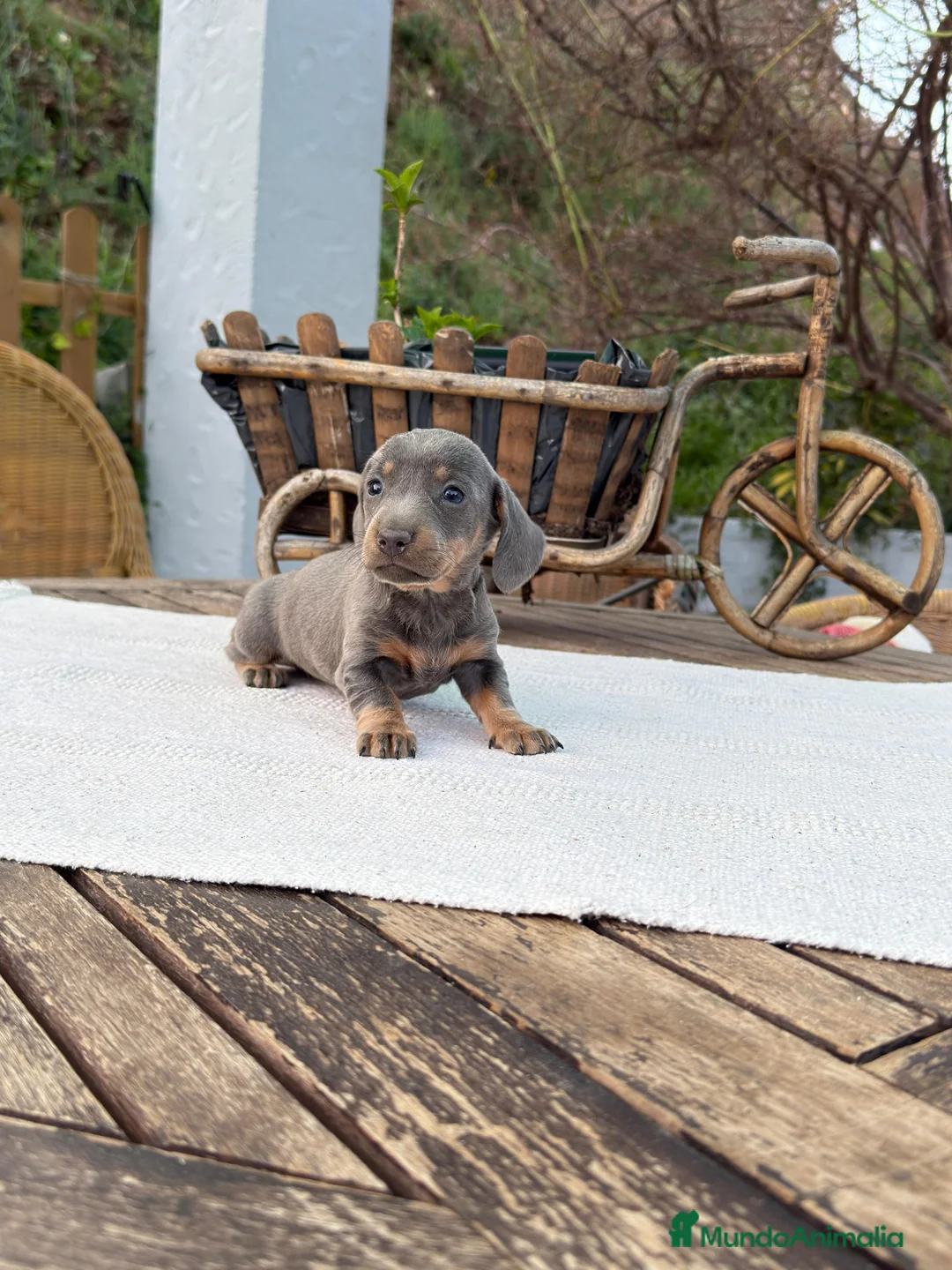 Teckel Miniatura perros en venta: Teckel Miniatura hembra Blue Disponible  - Anuncio 2