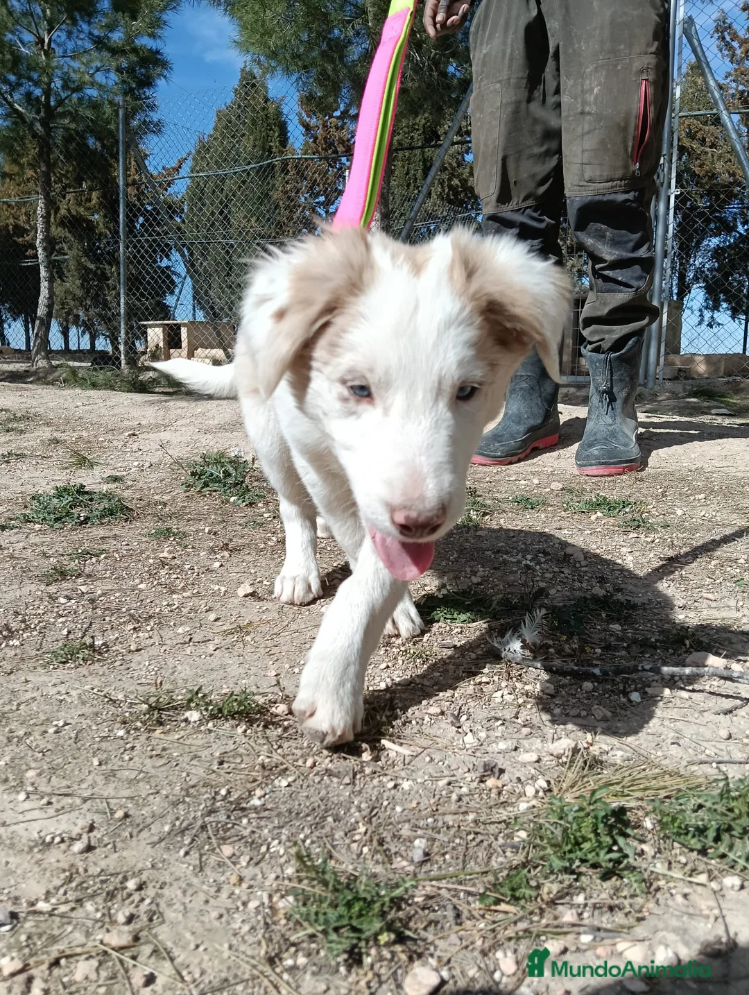 Border Collie perros en venta: Cachorros Border Collie  - Anuncio 6