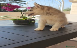 Husky Siberiano perros en venta: Husky siberiano 🔝♂️♀️ - Imagen 2