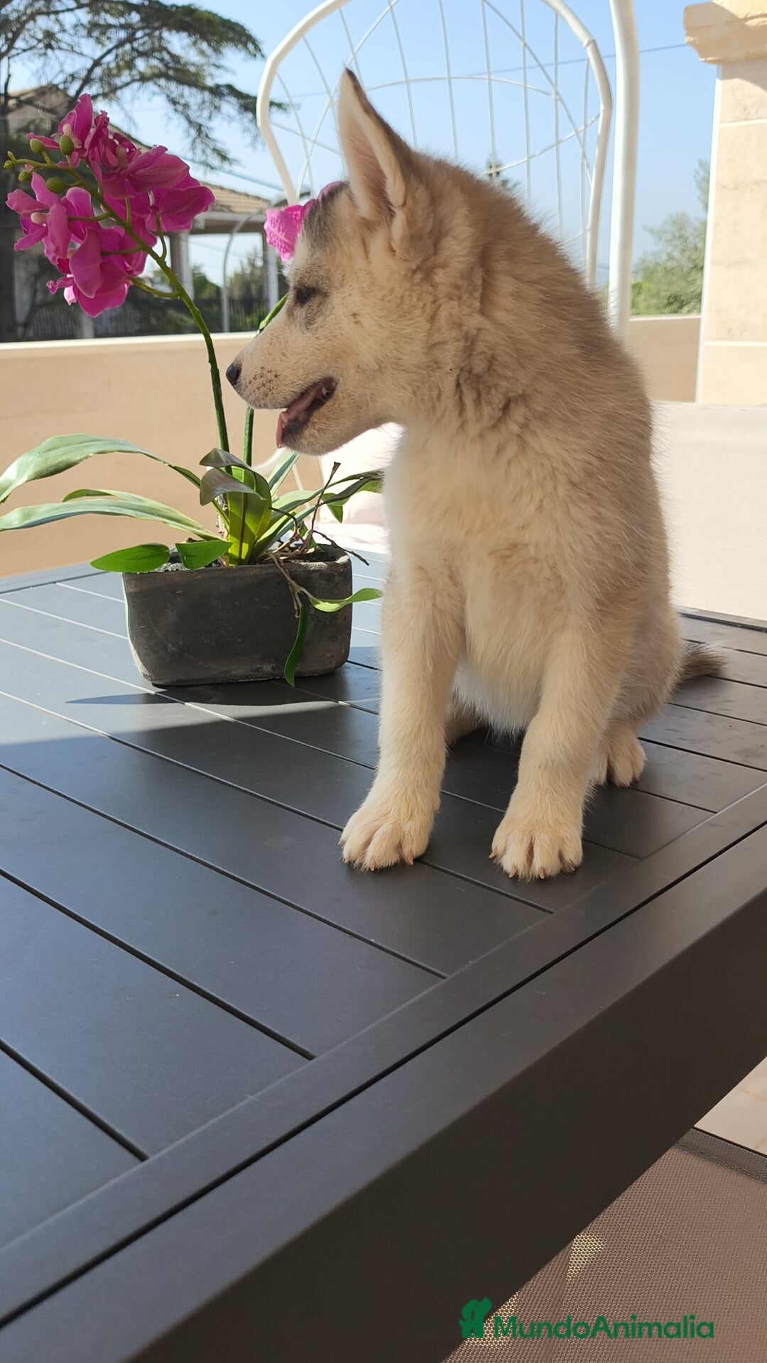 Husky Siberiano perros en venta: Husky siberiano 🔝♂️♀️ - Imagen 2