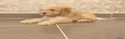 Caniche Toy perros en venta: Oportunidad  en Madrid - Anuncio 8