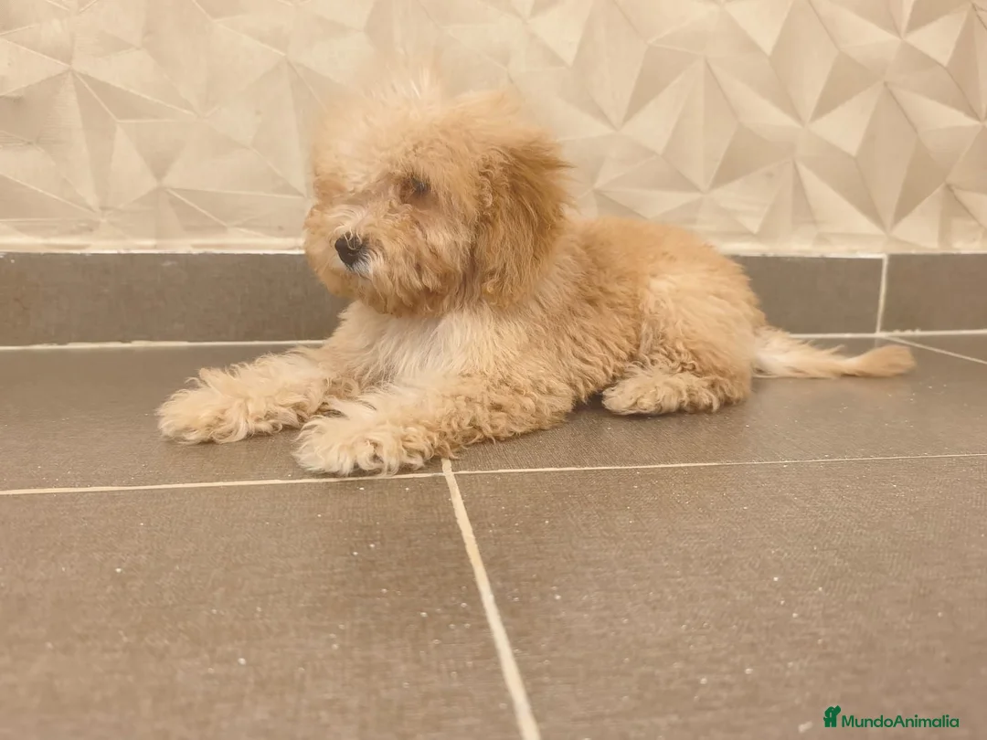 Caniche Toy perros en venta: Oportunidad  en Madrid - Anuncio 8