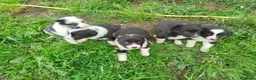 Border Collie perros en venta: Borde collie  - Anuncio 10