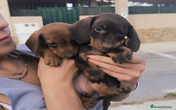 Teckel Miniatura perros en venta: Disponible macho miniatura chocolate  - Imagen 1