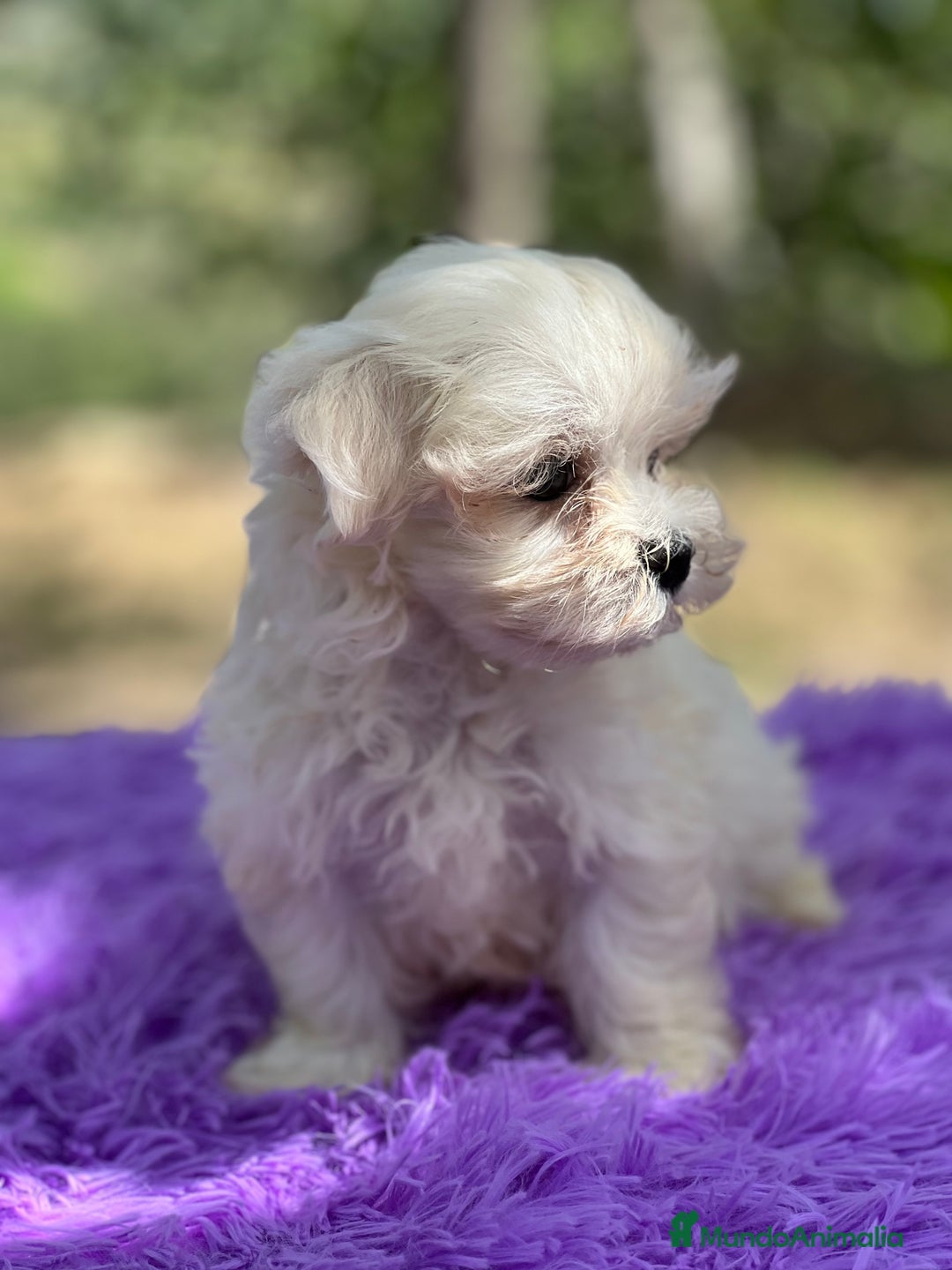 Bichón Maltés perros en venta: Bichon coreana  - Imagen 4