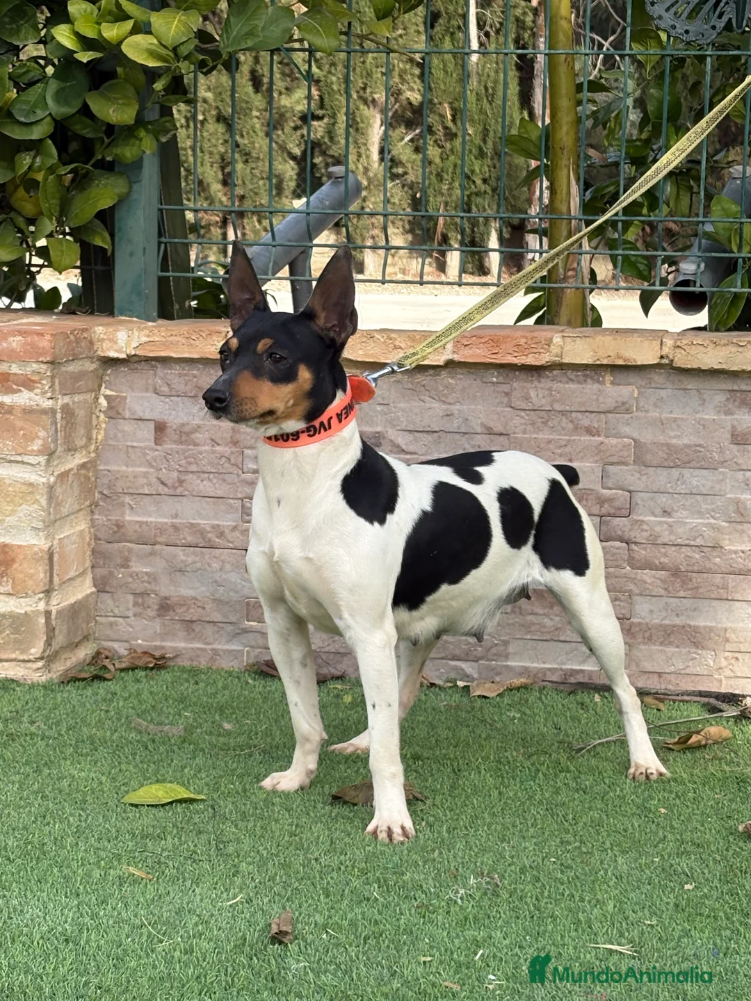 Gos Rater Valencià perros en venta: Cachorros ratonero valenciano gran calidad  - Anuncio 5