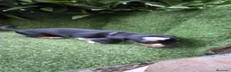 Teckel Miniatura perros en venta: preciosa camada teckel miniatura  - Anuncio 24