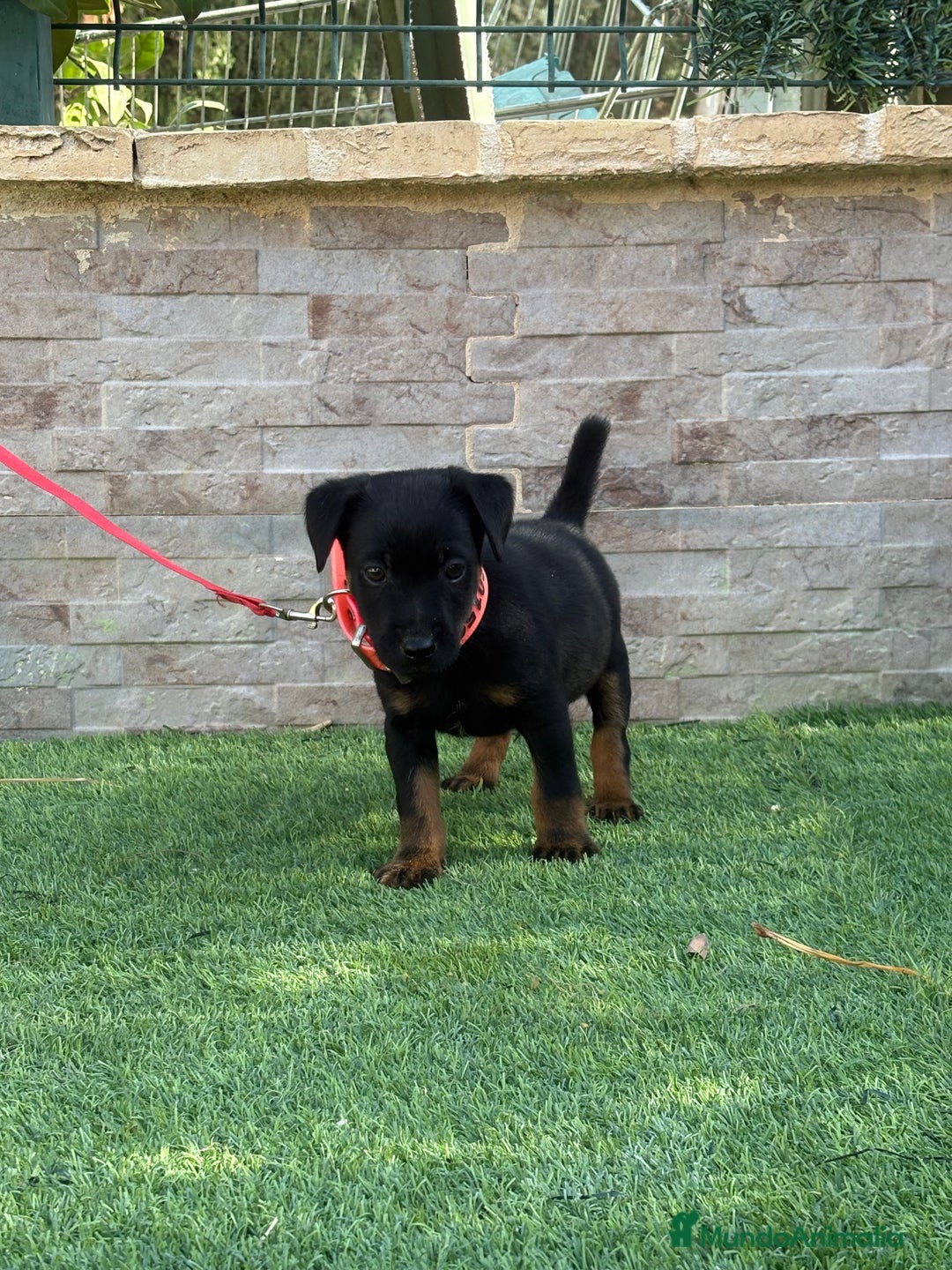 Terrier Alemán de Caza perros en venta: Disponibles cachorros Jagd terrier  - Imagen 4