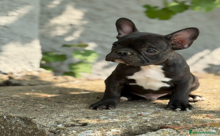 Bulldog Francés perros - Propaganda 2