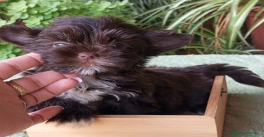 Biewer Yorkshire Terrier a la Pom Pon perros - Propaganda 6