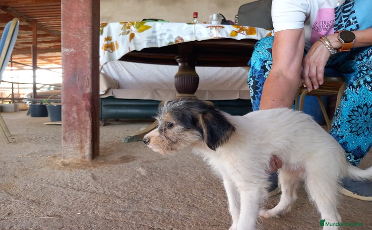 Perro Crestado Chino perros - Anuncio 2