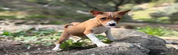 Basenji perros en venta: 🐾🐾🐾 BASENJI EXCLUSIVOS 🐾🐾🐾 - Anuncio 5