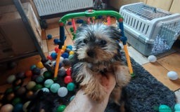 Yorkshire Terrier perros en venta: Preciosos cachorros de Yorkshire  - Imagen 3