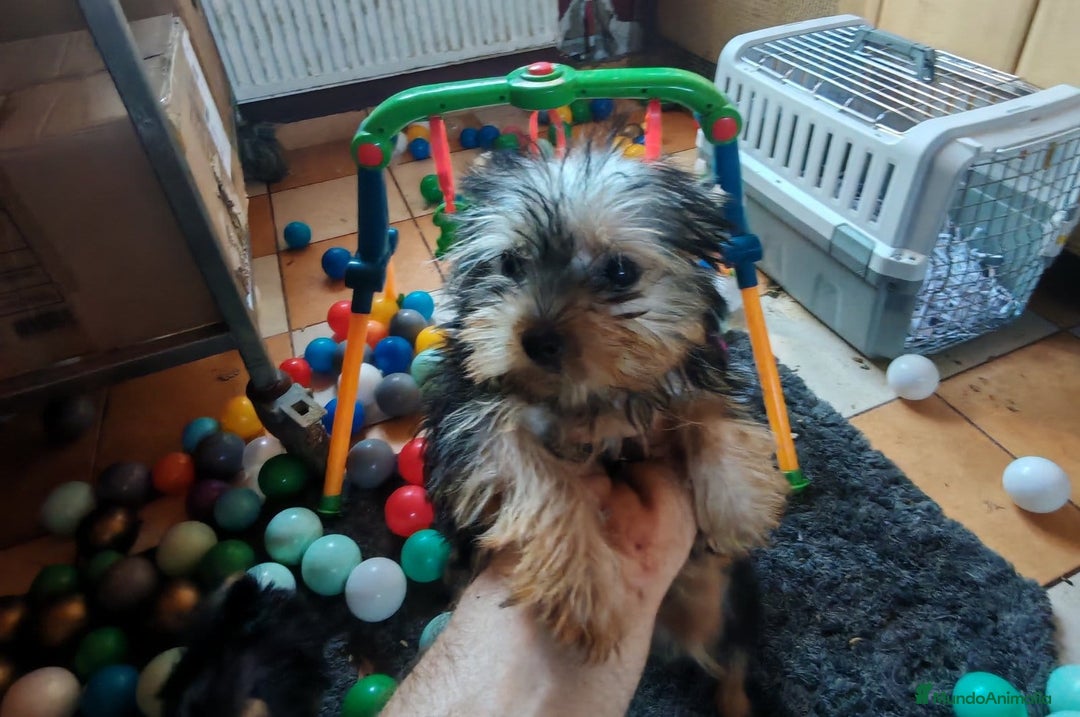 Yorkshire Terrier perros en venta: Preciosos cachorros de Yorkshire  - Imagen 3