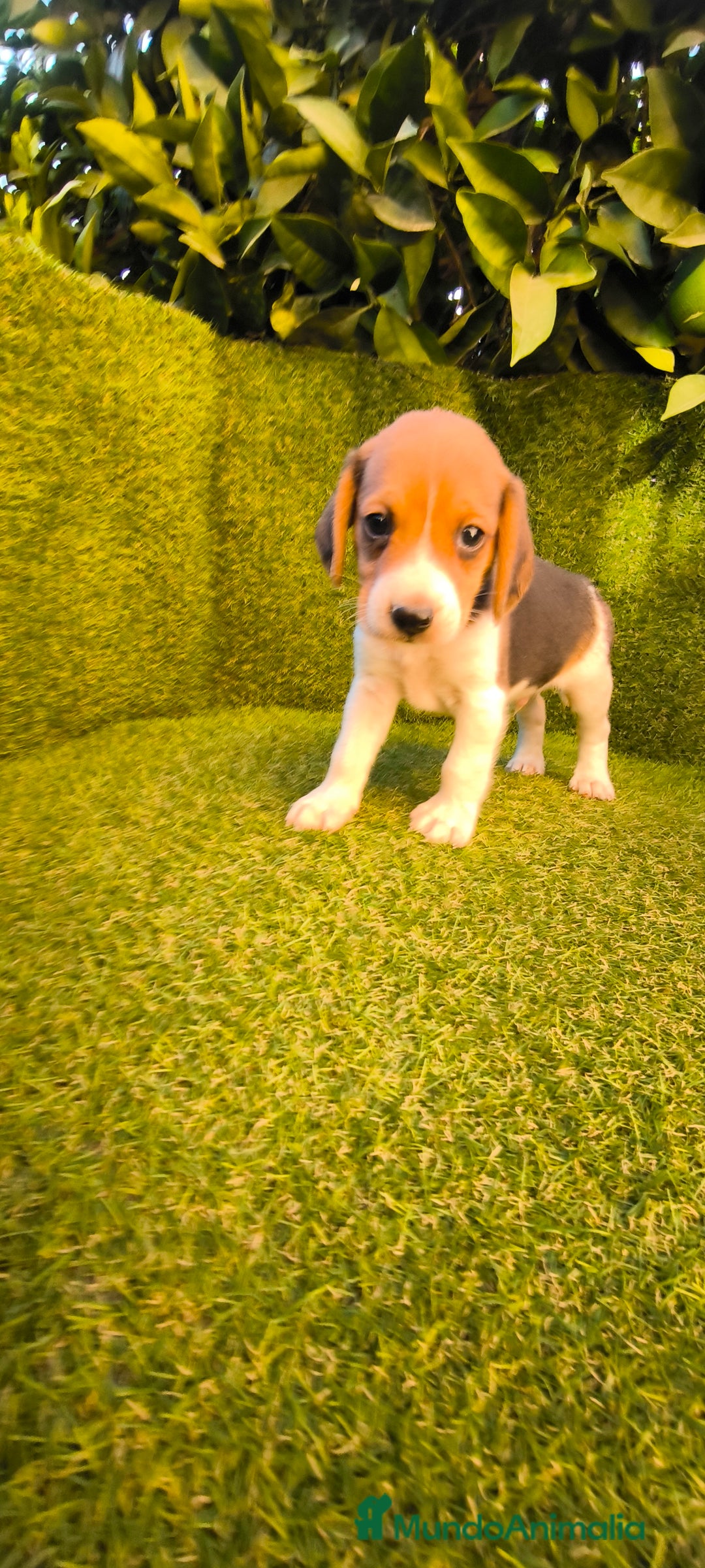 Beagle perros en venta: beagles tricolor  - Imagen 18